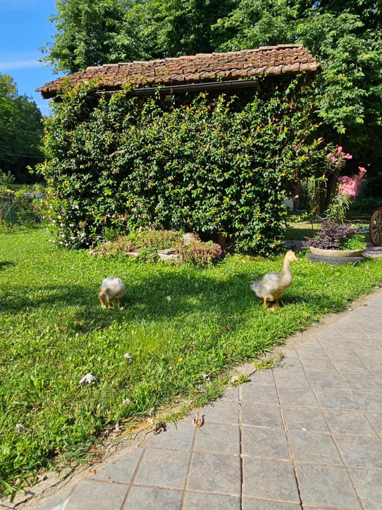 Villa Agriturismo La.Ti.Mi.Da. Cassine Exterior foto